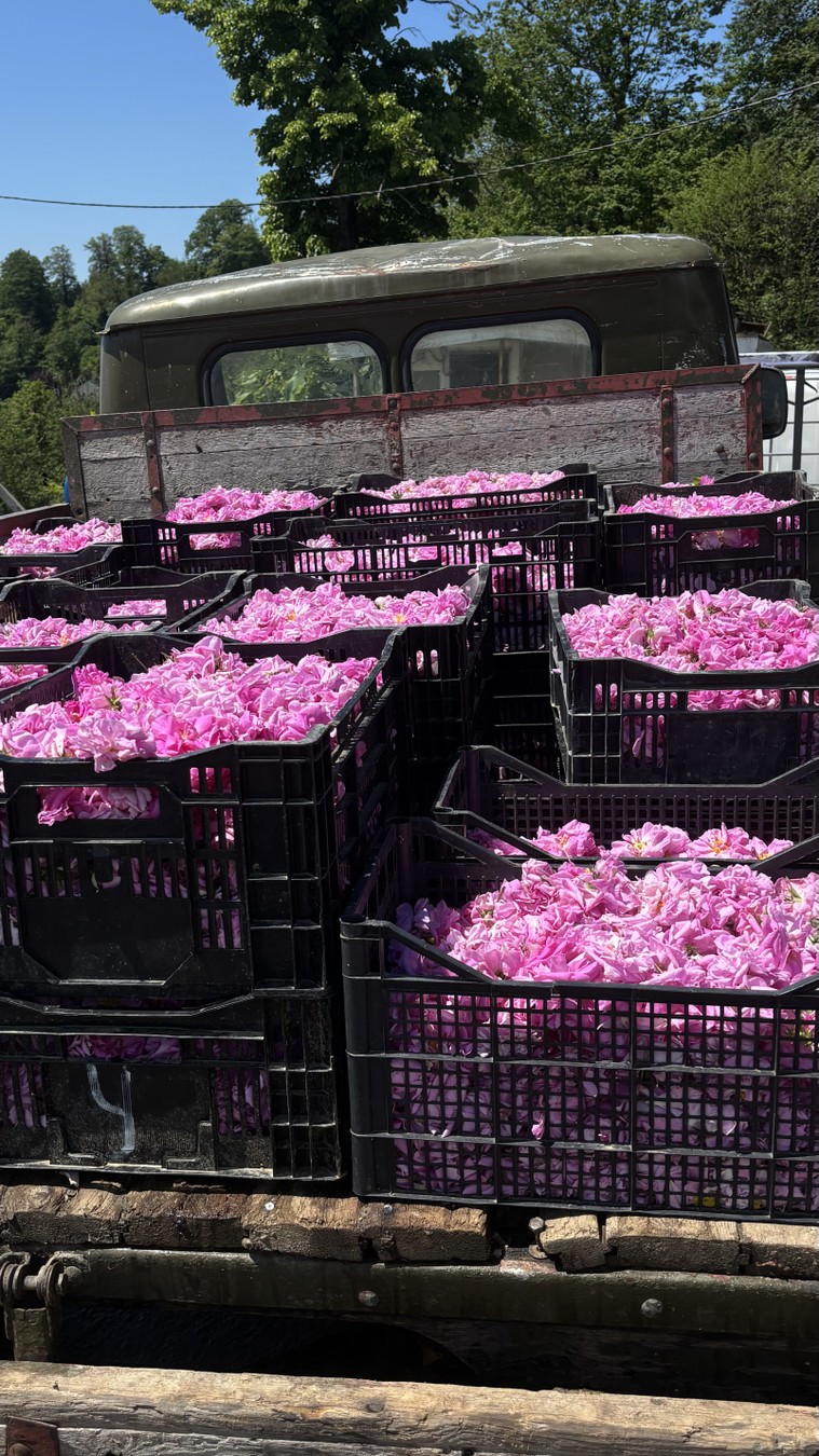 Экскурсия на ферму Краснополянской косметики — фото 2